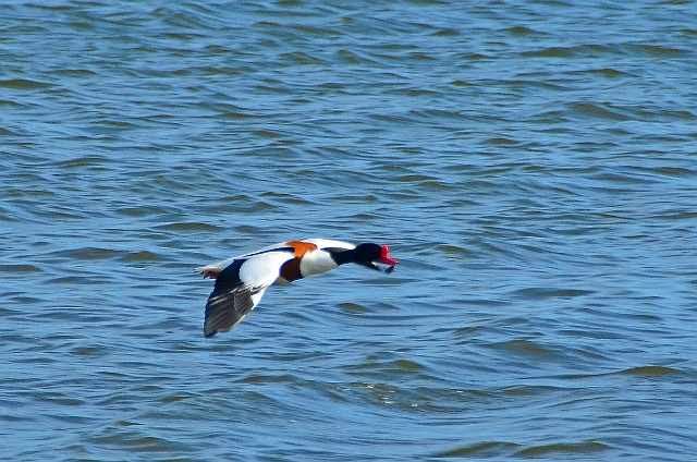 13 04 14_2929_edited-1.jpg - SHELDUCK - ABBOTSBURY SWANERY, DORSET - 13.4.14